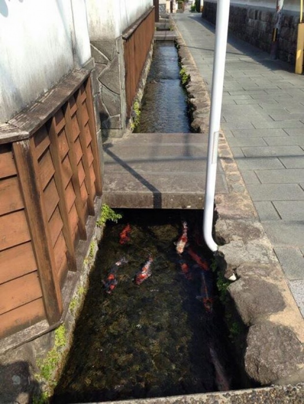 แห่แชร์ภาพ ท่อระบายน้ำญี่ปุ่น สะอาดใส จนเลี้ยงปลาคาร์ฟได้