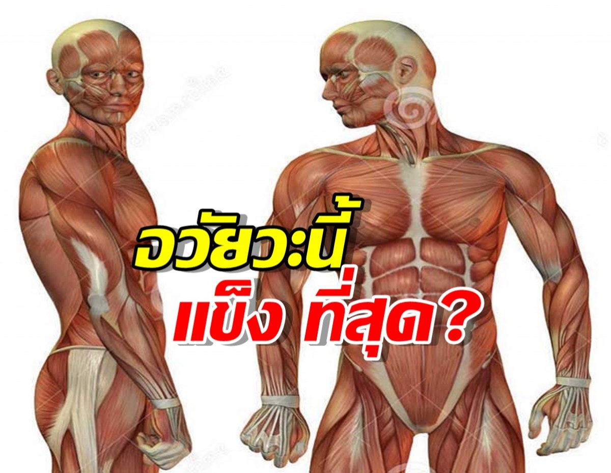 เฉลยแล้ว ส่วนไหนในร่างกายที่ แข็ง ที่สุด?