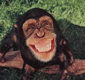 พบลิงแคเมอรูน ต้นตอแพร่เชื้อเอดส์