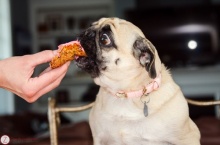 ไม่มีสุนัขตัวไหนชอบกินเท่า ปั๊ก อีกแล้ว!