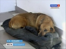 เรื่องราวแสนเศร้า ของ Masha สุนัขผู้ซื่อสัตย์นั่งเฝ้ารอเจ้านายที่เสียชีวิตไปนานนับปี