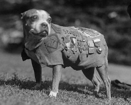 สุนัขทหาร ตัวแรกของโลก