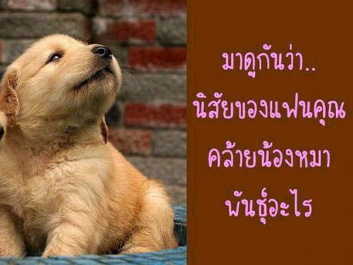 นิสัยของแฟนคุณ เหมือนหมาพันธ์อะไร