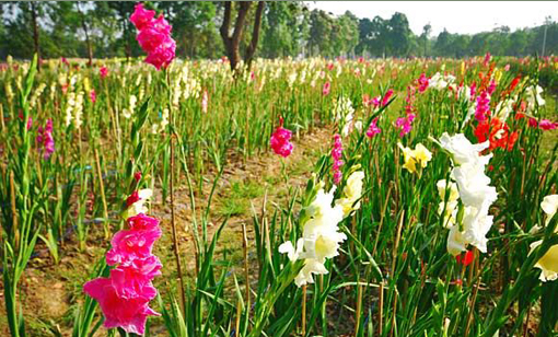 เที่ยวทุ่งดอกทานตะวัน-ไม้ดอกเมืองหนาว-ดอกทิวลิปที่เมืองสุพรรณบุรี