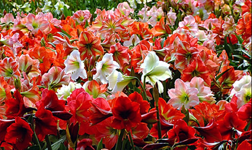 เที่ยวทุ่งดอกทานตะวัน-ไม้ดอกเมืองหนาว-ดอกทิวลิปที่เมืองสุพรรณบุรี