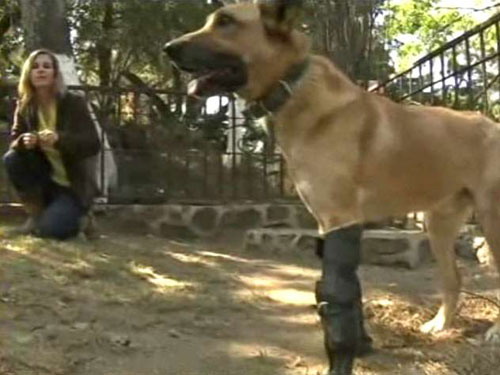 พ่อค้ายาเม็กซิโกตัดขาสุนัขเพื่อทดลองเครื่องมือผ่าตัด
