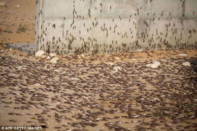 ระทึก ฝูงแมลงกว่า 30 ล้านตัวอพยพจากอียิปต์บุกอิสราเอล 