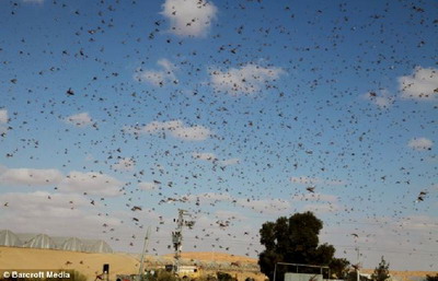 ระทึก ฝูงแมลงกว่า 30 ล้านตัวอพยพจากอียิปต์บุกอิสราเอล 