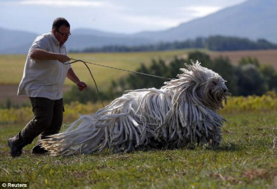ชมภาพ หมา Komondor เหตุใดถูกเรียกว่า หมาไม้ถูพื้น