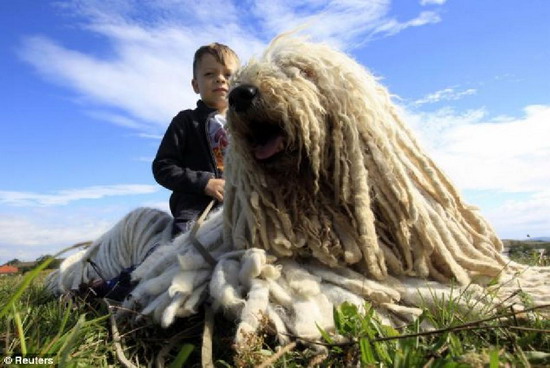ชมภาพ หมา Komondor เหตุใดถูกเรียกว่า หมาไม้ถูพื้น
