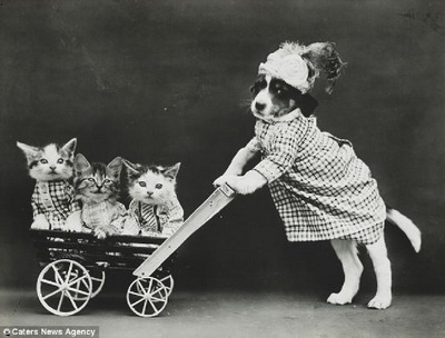 ภาพถ่ายเรโทรยุคก่อนอินเตอร์เน็ต จับหมา-แมวแต่งตัวสุดแสนน่ารัก 