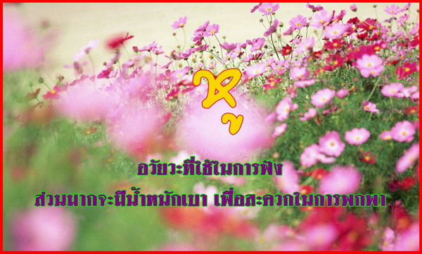 เรื่องของ..อวัยวะ