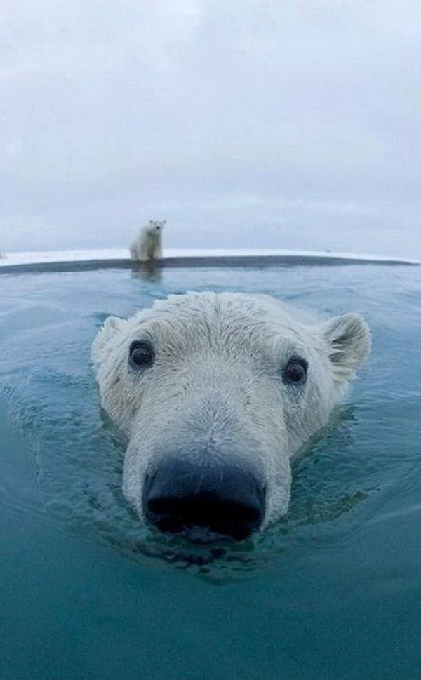 ภาพประทับใจของเจ้าหมีโพลาร์ น่ารักน่าชัง