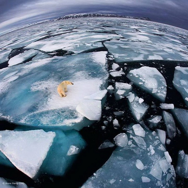 ภาพประทับใจของเจ้าหมีโพลาร์ น่ารักน่าชัง