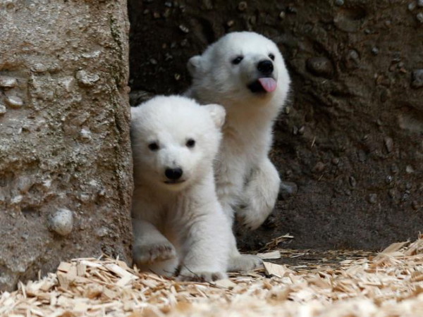 ชมความน่ารักของแฝดหมีขั้วโลกที่สวนสัตว์ในมิวนิค