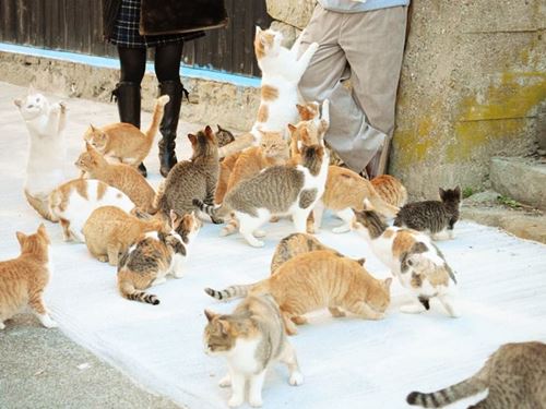 เกาะอาโอชิมะ สวรรค์ของคนรักแมว