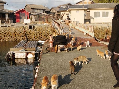 เกาะอาโอชิมะ สวรรค์ของคนรักแมว