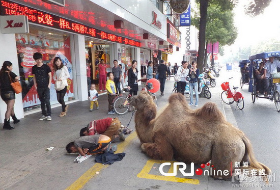 สุดสลด!ขอทานตัดขาอูฐให้พิการเพื่อ..?