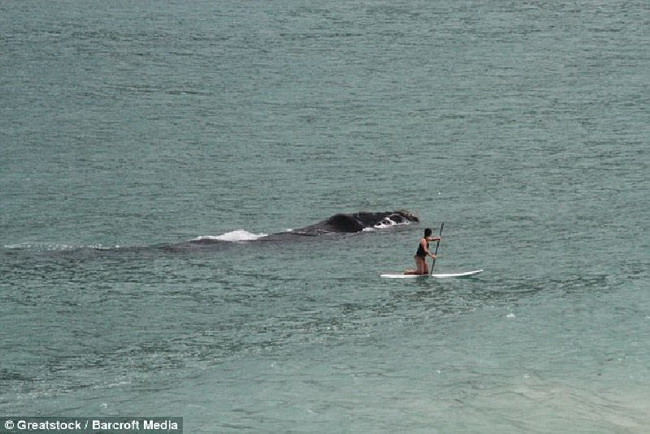 ระทึก! สาวโต้คลื่นหนีสุดชีวิต หลังแม่วาฬใหญ่ว่ายตาม