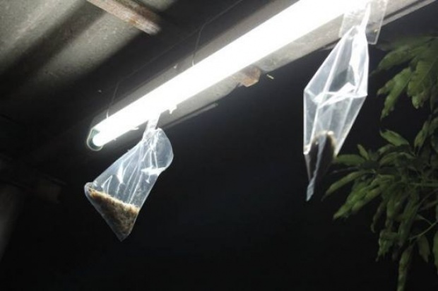 เจ๋งเวอร์! กำจัดแมลงเม่าง่ายๆ ด้วยถุงแกงและเทปกาว!