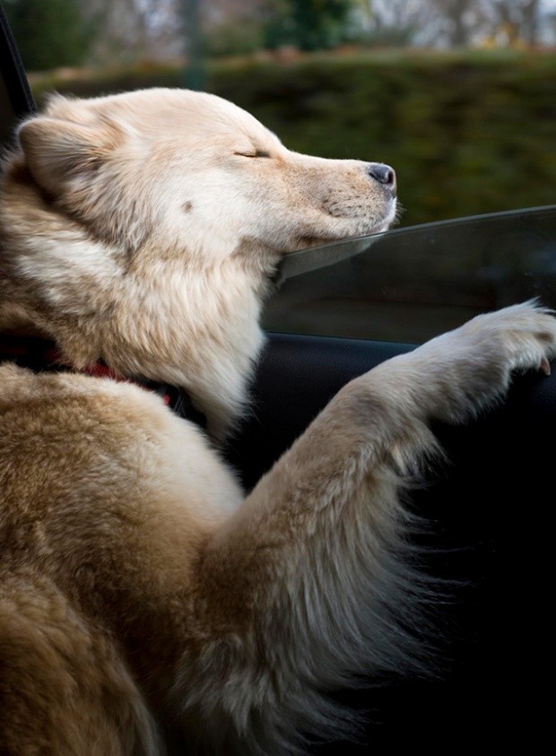 15 ภาพของเหล่าสุนัขสุดฮา ที่รักการ นั่งรถกินลม เป็นที่สุด!!