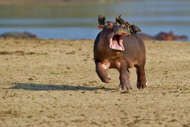 รวมภาพสัตว์ป่า ที่สุดแห่งความน่ารัก ปนฮาแห่งปี