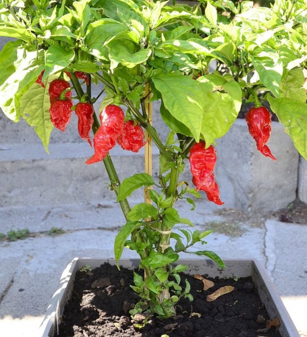 มารู้จักกับ Carolina Reaper พริกที่เผ็ดที่สุดในโลก และทำคนไทยโดนหามส่งโรงพยาบาลมาแล้ว