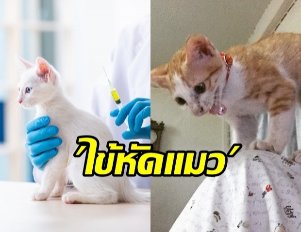 ทำความรู้จัก ไข้หัดแมว อีกโรคร้ายคร่าชีวิตน้องเหมียว