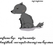 ผิดไหม? ที่เกิดมาเป็นหมาข้างถนน