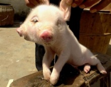 น่าสงสารแม่หมูในจีนตกลูกหมู มี 2 หัว 3 ตา