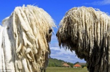 ชมภาพ หมา Komondor เหตุใดถูกเรียกว่า หมาไม้ถูพื้น