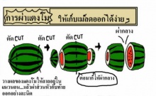 ผ่าแตงโม ให้เอาเม็ดออกง่าย 