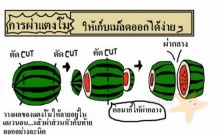 เคล็ดลับน่ารู้ การผ่าแตงโมให้เอาเม็ดออกง่าย