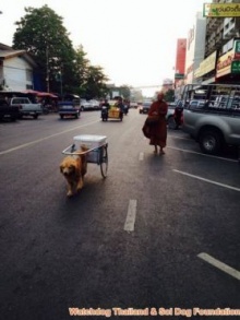 แชร์กระฉ่อน! หมาลากรถเข็นตามพระบิณฑบาต ชี้เป็นการทรมานสัตว์!