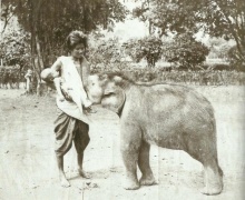 เคยเห็นกันหรือยัง!?  ภาพประวัติศาสตร์.. ลูกช้างดูดนมแม่ลูกอ่อน