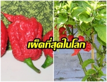 มารู้จักกับ Carolina Reaper พริกที่เผ็ดที่สุดในโลก และทำคนไทยโดนหามส่งโรงพยาบาลมาแล้ว