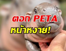 TSPCA ตอก PETA หน้าหงาย ขาดข้อมูลรอบด้านเรื่องหมูเด้ง