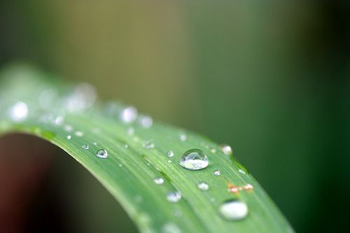 ธรรมจักษุดวงตาเห็นธรรม