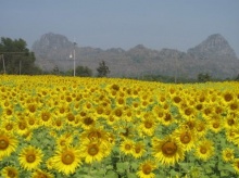 งานบุญอย่าให้มีบาป...โดยหลวงพ่อฤาษีลิงดำ