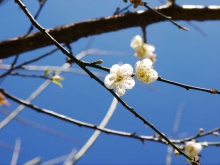 คนรักเท่าผืนหนัง คนชังเท่าผืนสาด โดย หลวงปู่สิม พุทฺธาจาโร