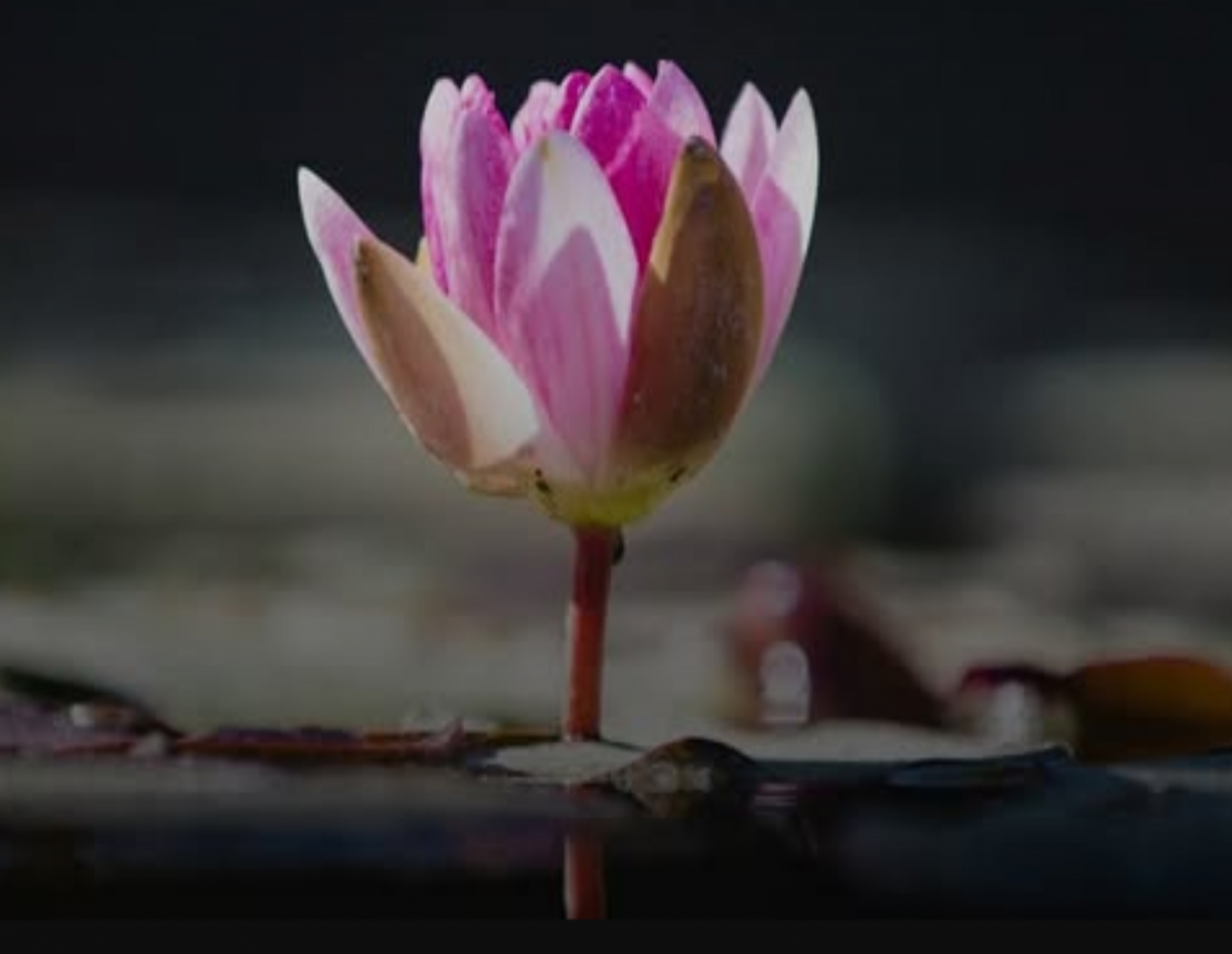 หากไม่ใช่เนื้อคู่ ถึงเวลาก็ต้องแยก