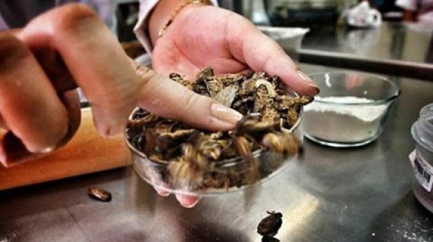 ขนลุก!! นักวิทย์ฯ บราซิล ใช้แมลงสาบแทนแป้ง อบขนมปังกินได้