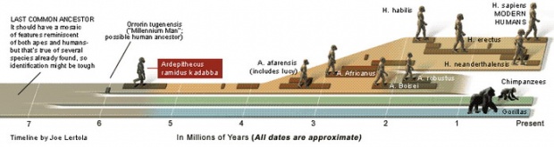 ผังแสดงสายพันธุ์ที่วิวัฒนาการมาเป็นมนุษย์ก่อนที่จะมีการค้นพบ ฮอบบิท