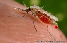 นักวิทยาศาสตร์ในสหรัฐฯ ดัดแปลงพันธุกรรมยุงให้ต้านทานเชื้อมาลาเรีย