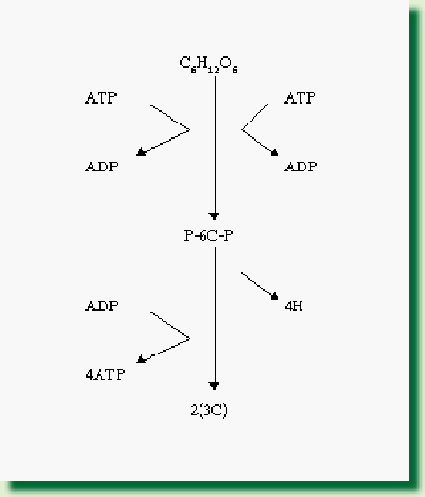 แผนภาพกระบวนการไกลโคลิซีส