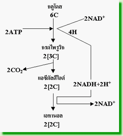 แผนภาพแสดงกระบวนการหมัก