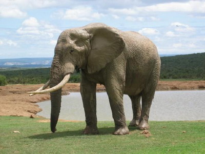 รู้มั้ย ช้าง ใช้เท้าฟังเสียงแทนหู