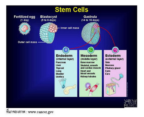 การจำแนกชนิดของสเต็มเซลล์