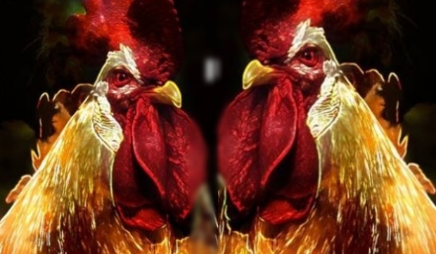 ค้นพบวิธีเปลี่ยนมูลไก่ ให้เป็นพลังงานธรรมชาติ
