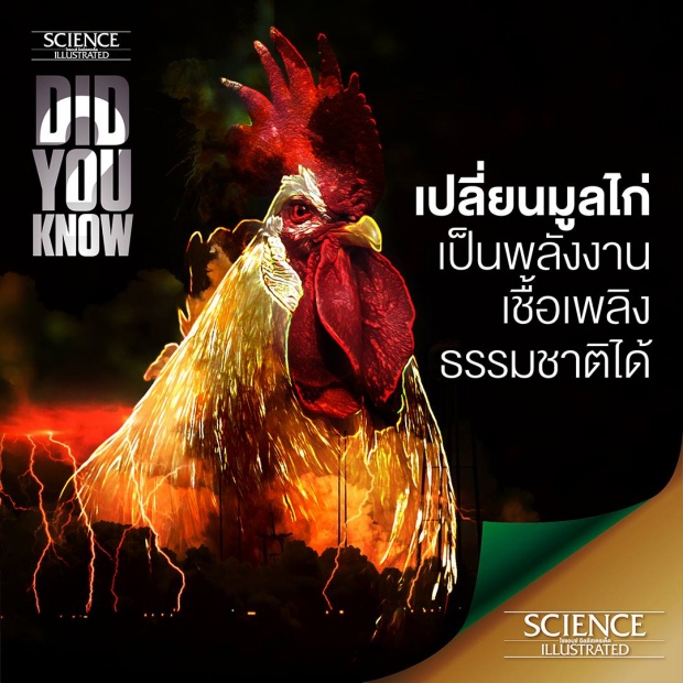 ค้นพบวิธีเปลี่ยนมูลไก่ ให้เป็นพลังงานธรรมชาติ